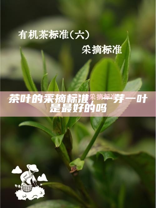 茶叶的采摘标准，一芽一叶是最好的吗